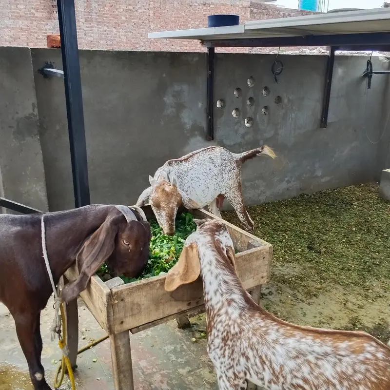 teen bkriyan Hain jinmen 2 bakriyan aur 1add urgent 6 Mah ka Bakra hai — photo 4