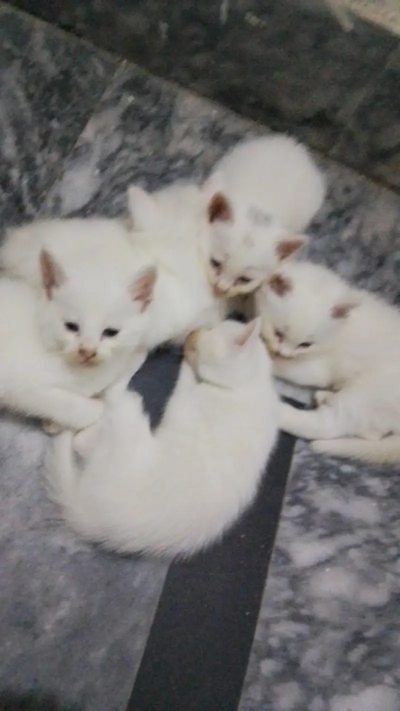 ketty — photo 2