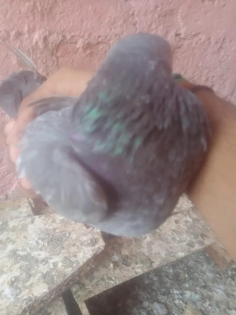 anara par — photo 4