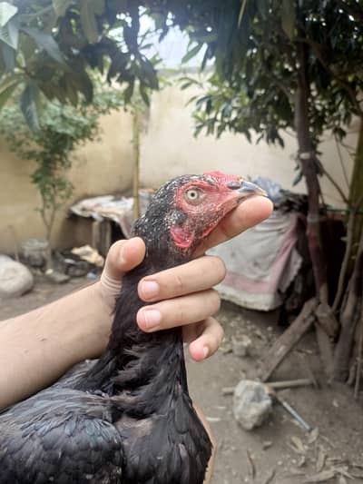 mushki madi and chicks for sale