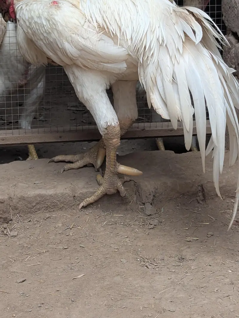 White o shamo full size — photo 6