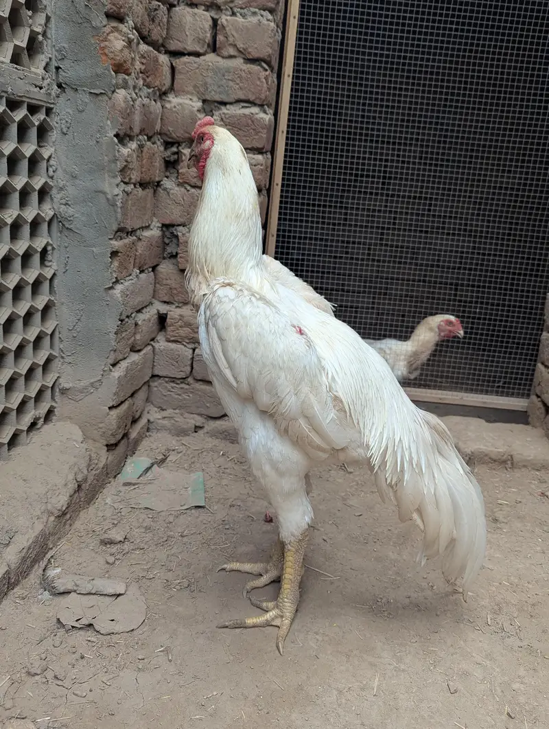 White o shamo full size — photo 7