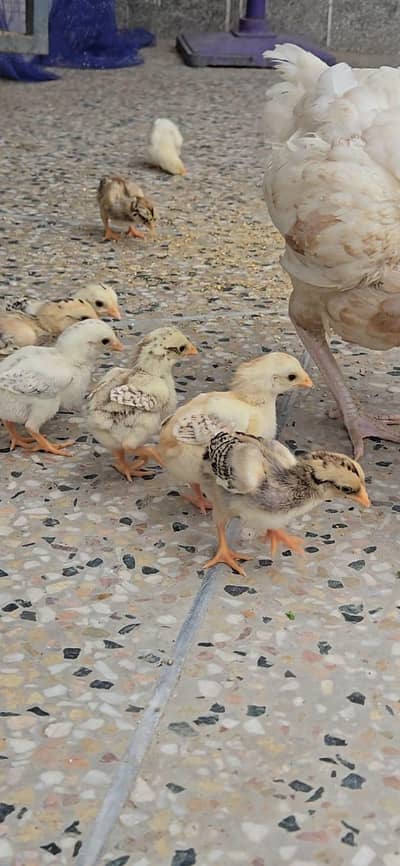 Miawali Aseel Chicks for Sale