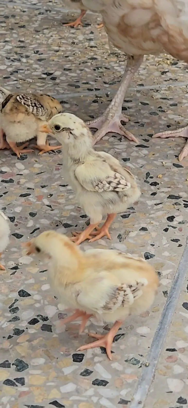Miawali Aseel Chicks for Sale — photo 4