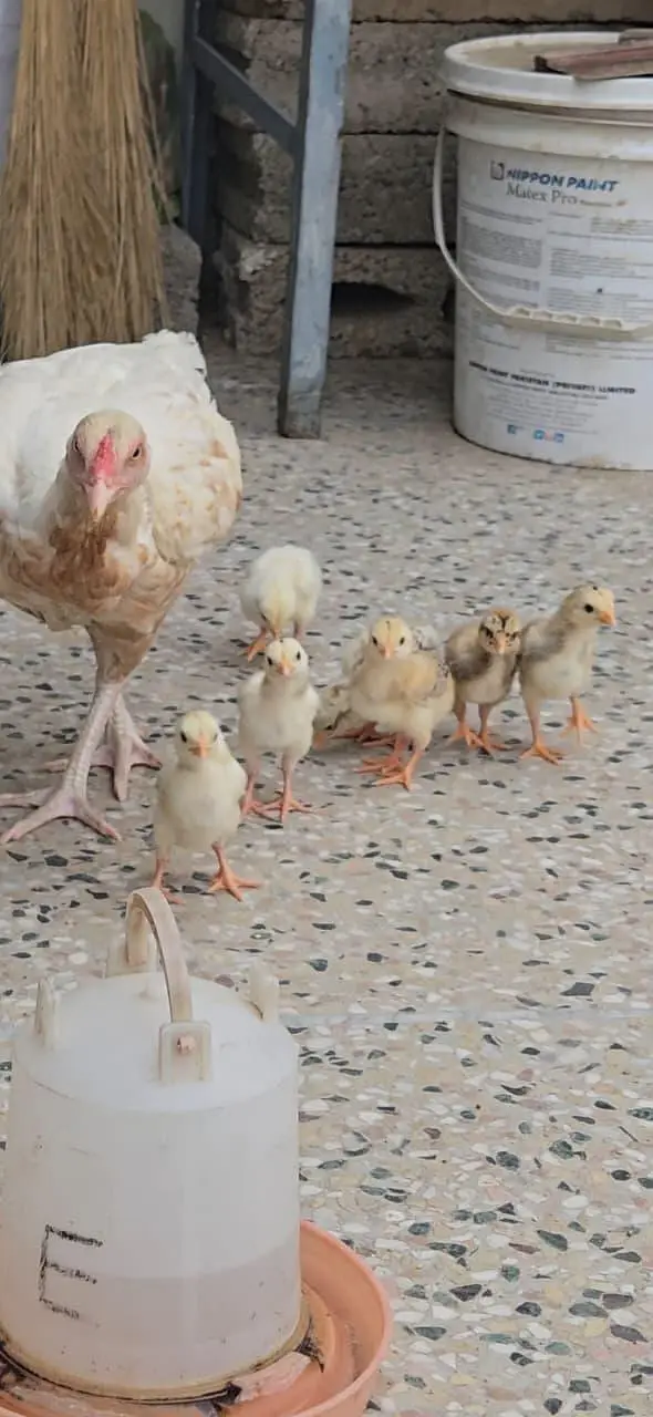 Miawali Aseel Chicks for Sale — photo 5