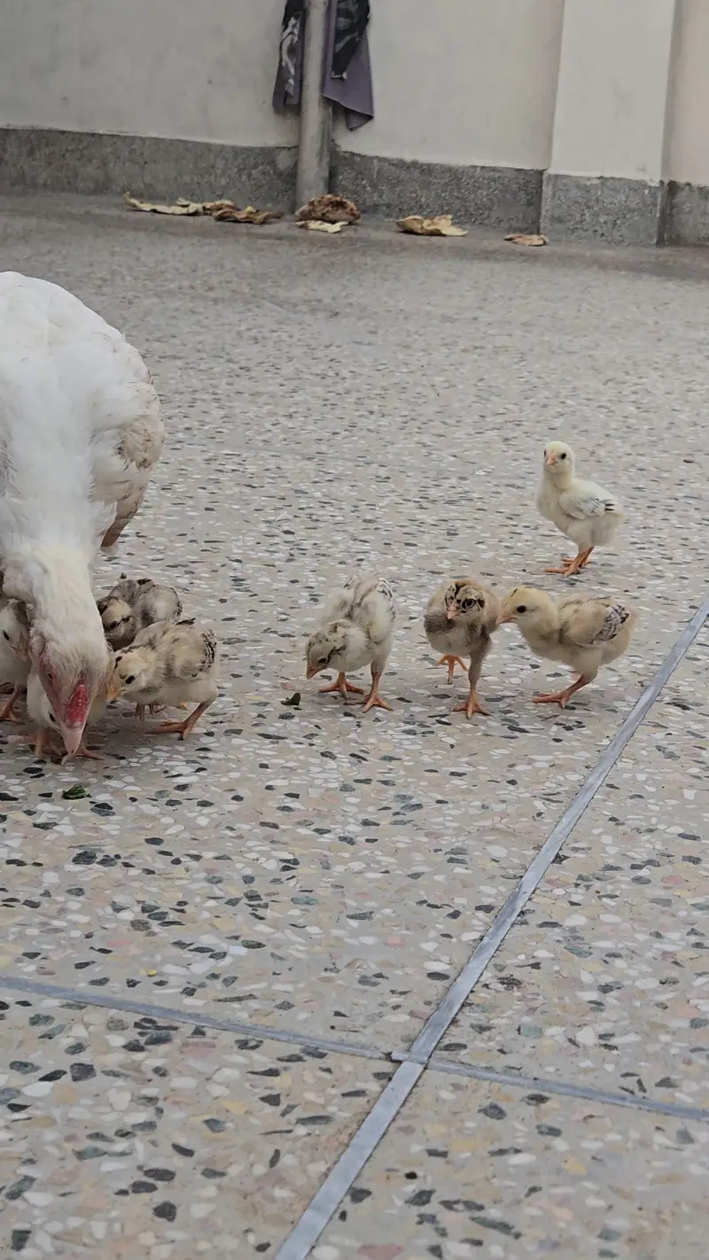 Miawali Aseel Chicks for Sale — photo 6