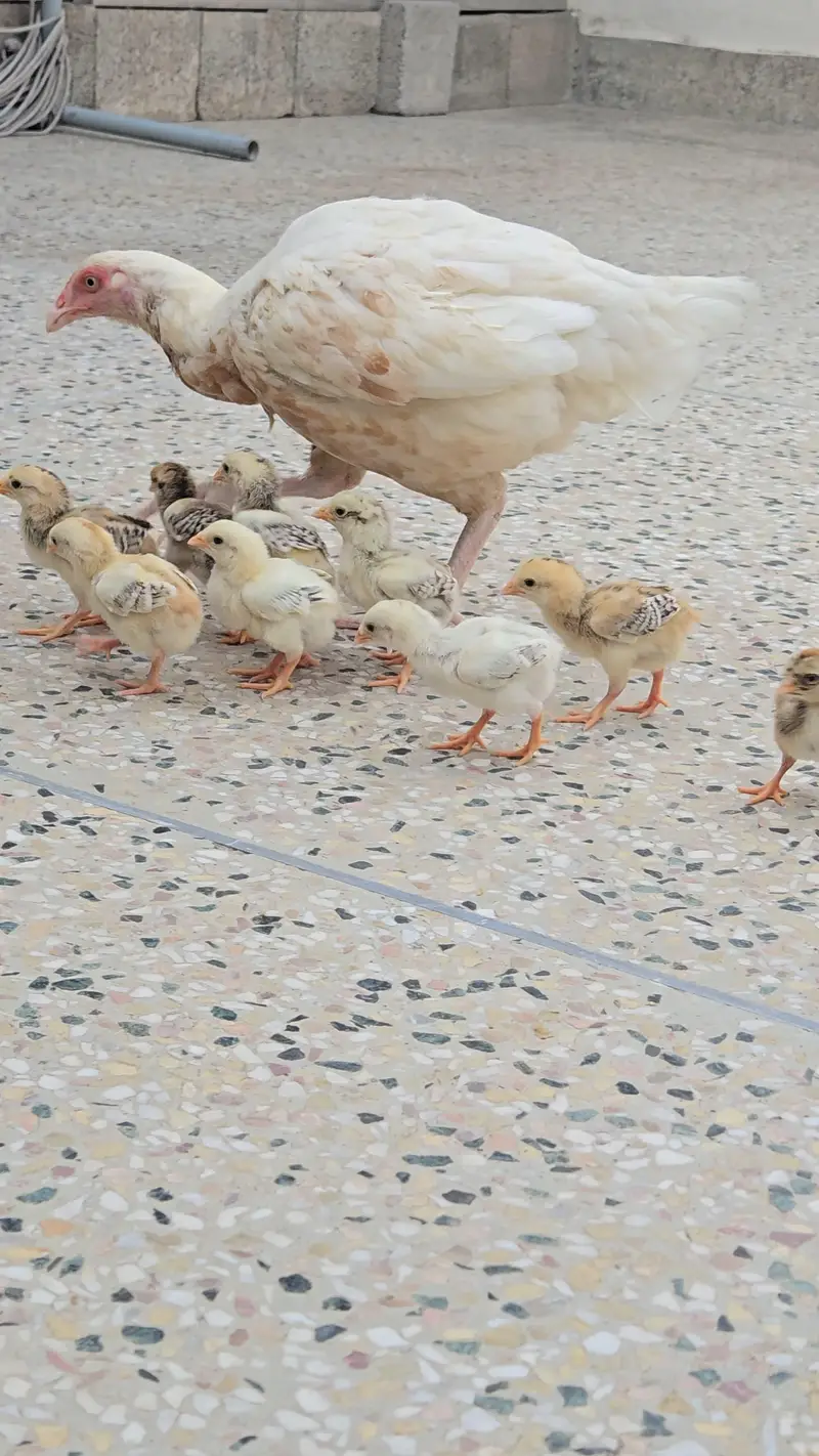 Miawali Aseel Chicks for Sale — photo 7