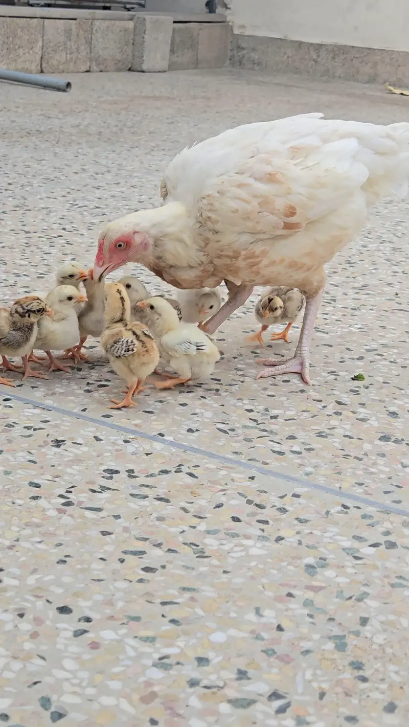 Miawali Aseel Chicks for Sale — photo 8