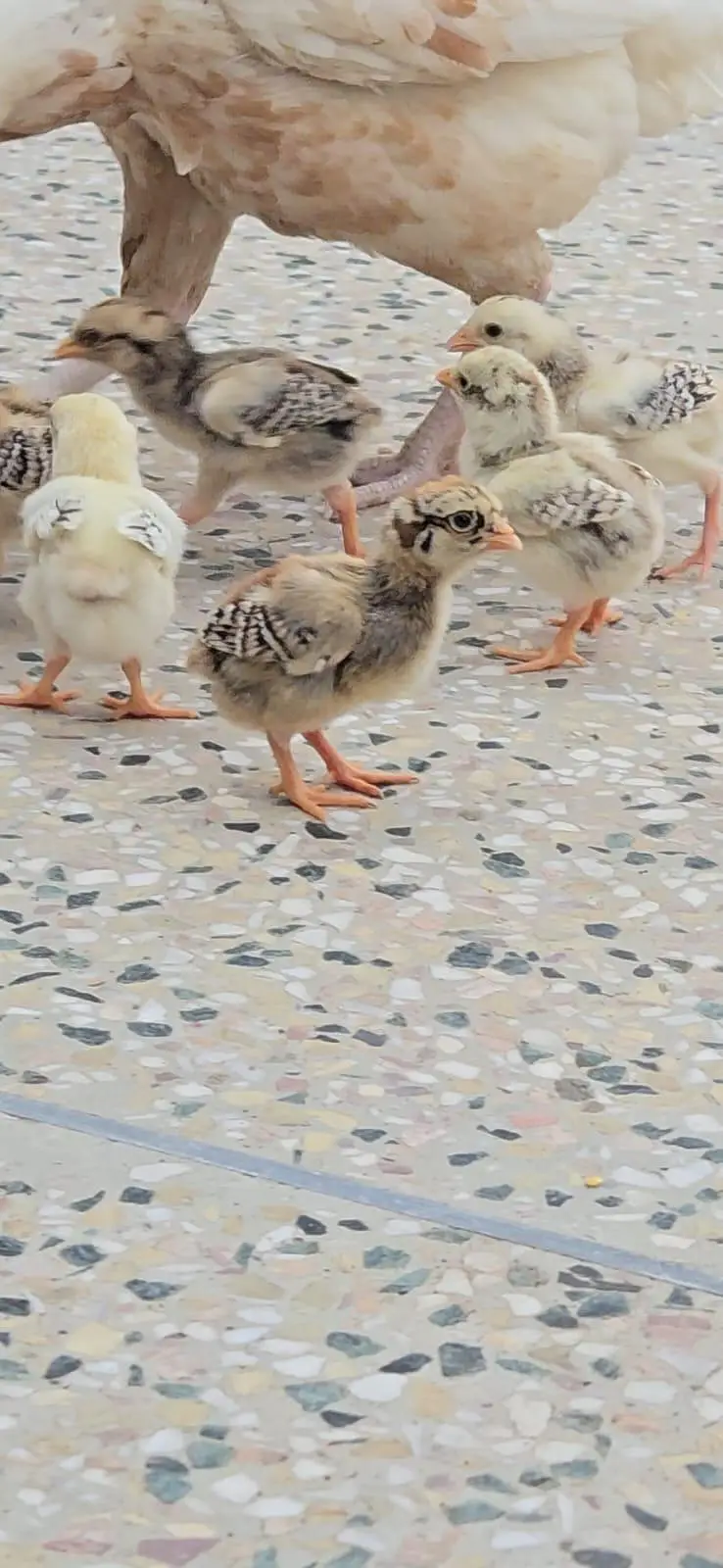 Miawali Aseel Chicks for Sale — photo 9