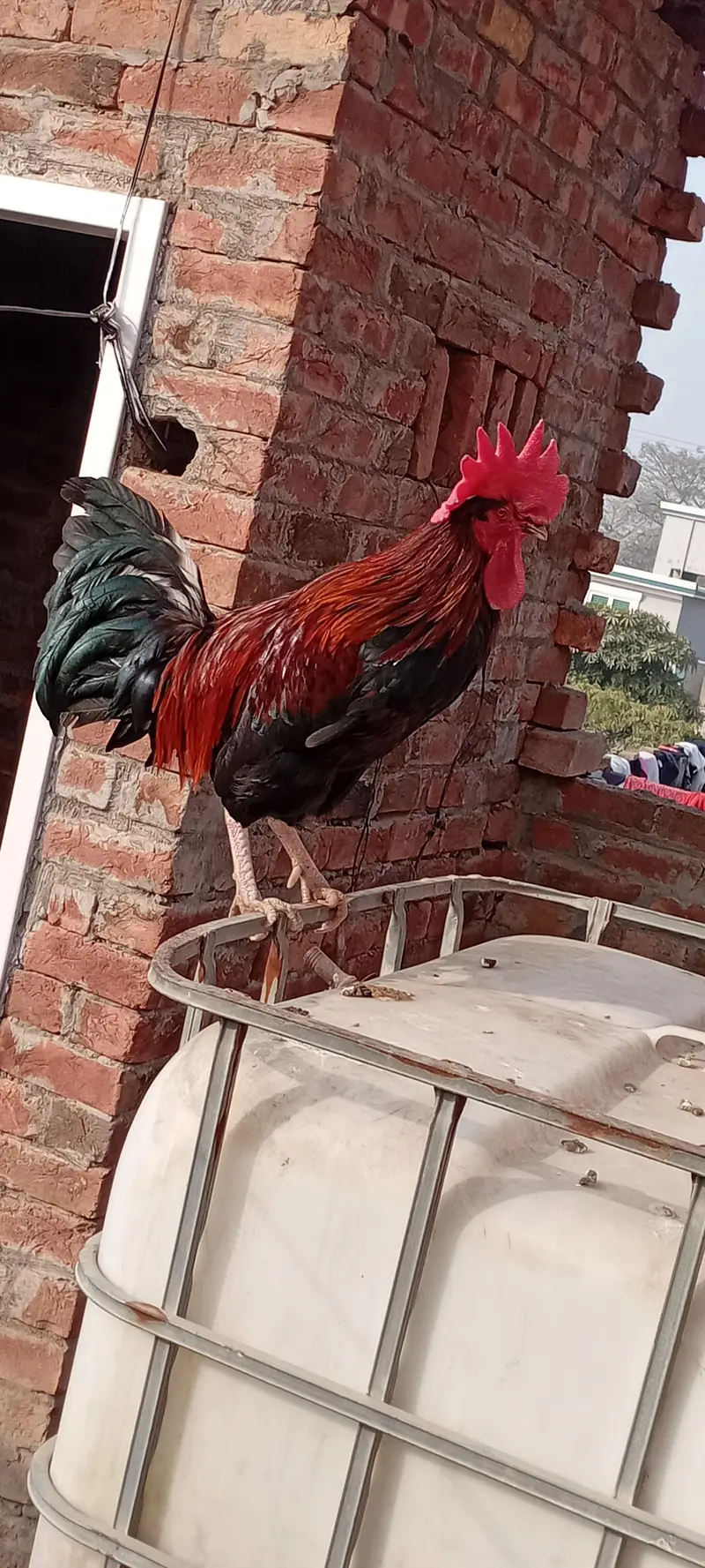 desi murga active — photo 3