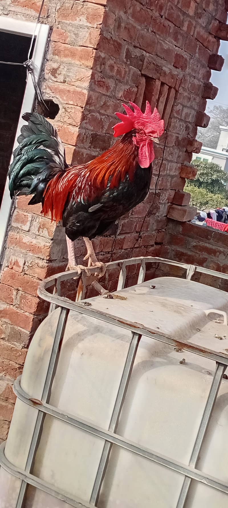 desi murga active 4