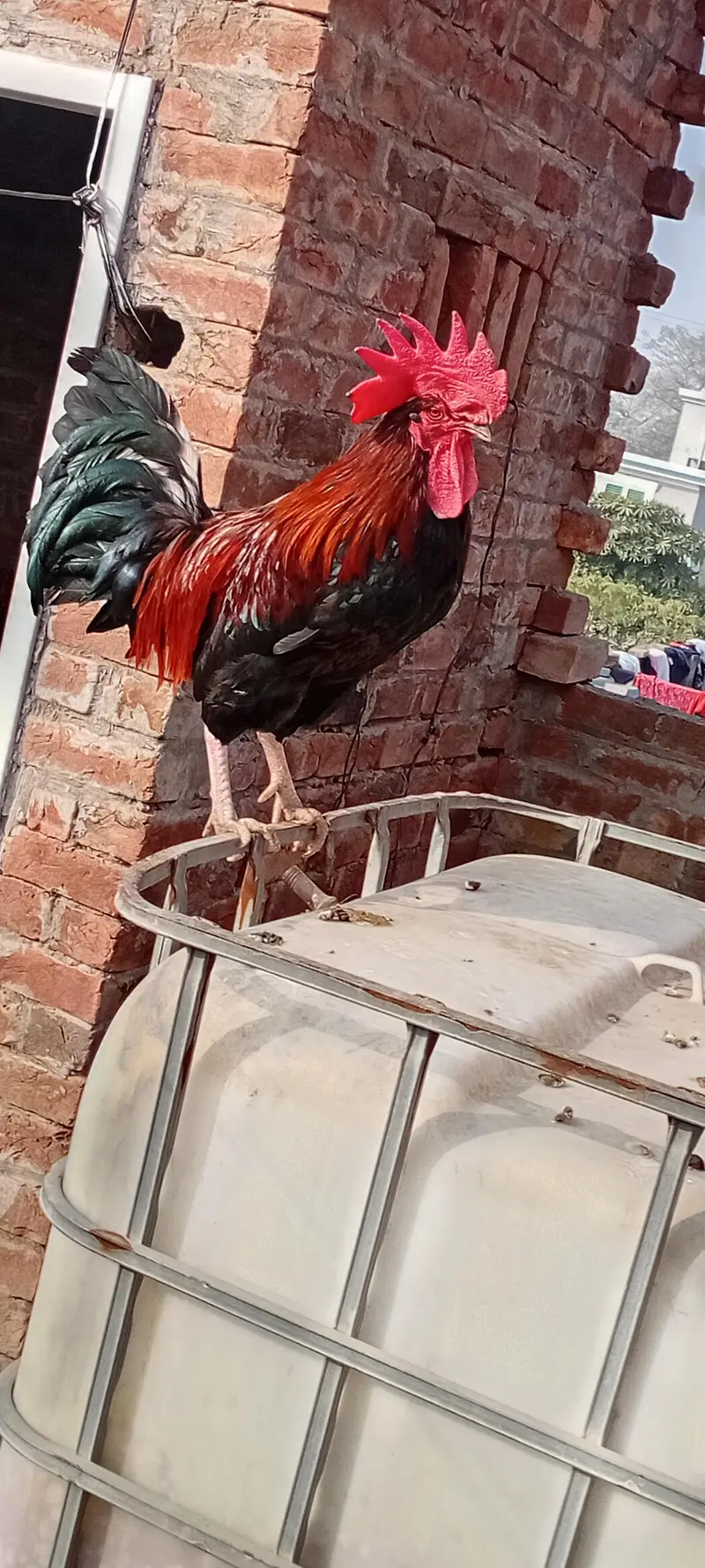 desi murga active — photo 5