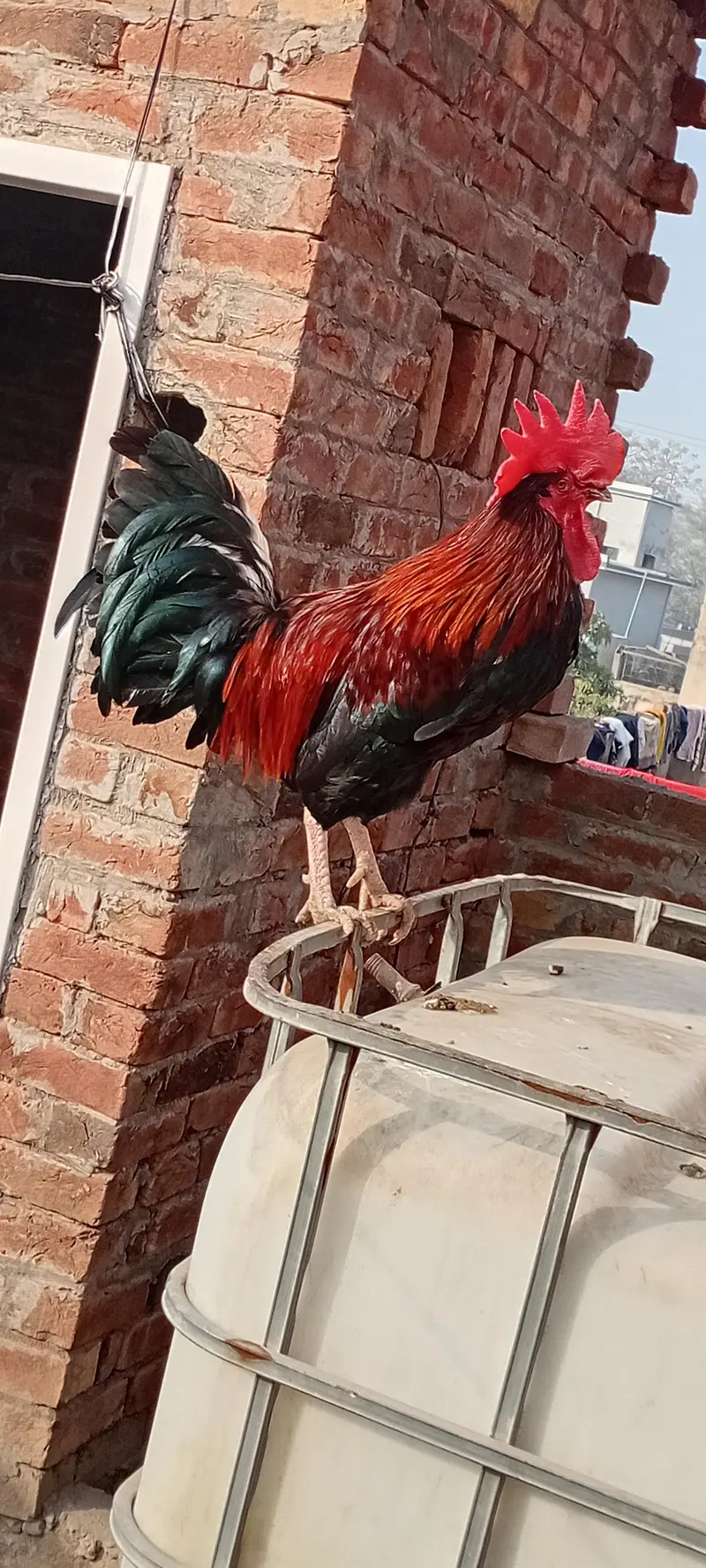 desi murga active — photo 7