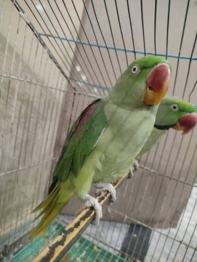 Raw parrot, just 2 times breed, beautiful pair