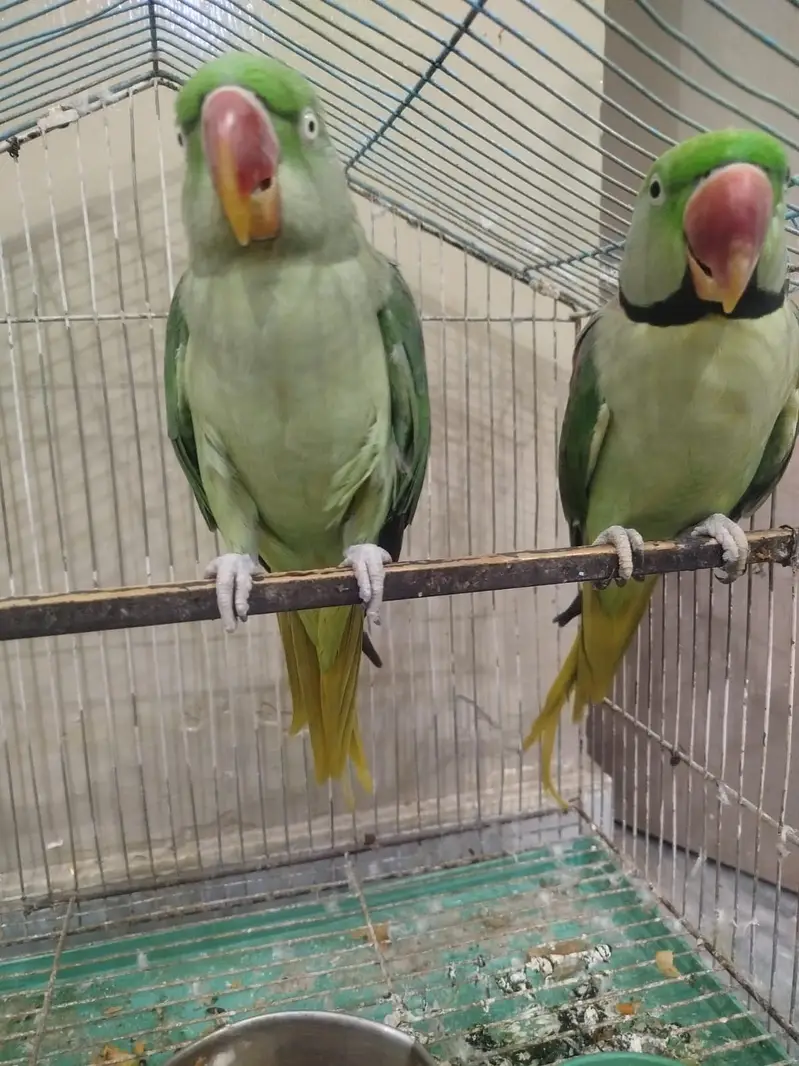 Raw parrot, just 2 times breed, beautiful pair — photo 2