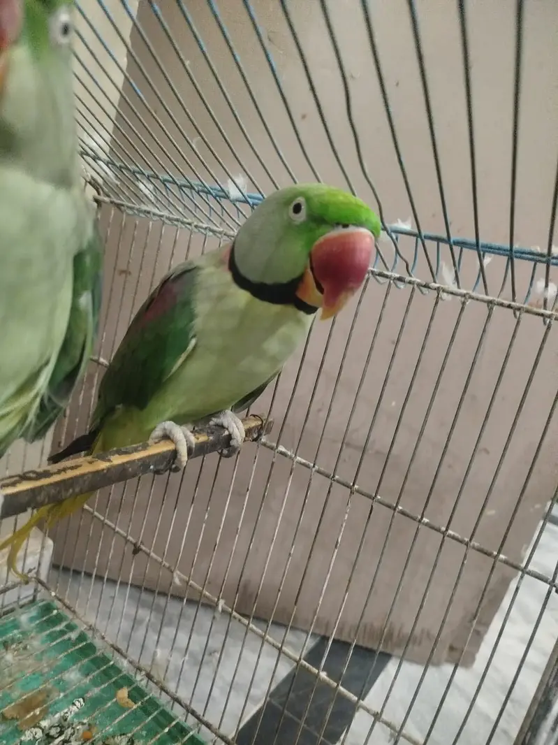 Raw parrot, just 2 times breed, beautiful pair — photo 3