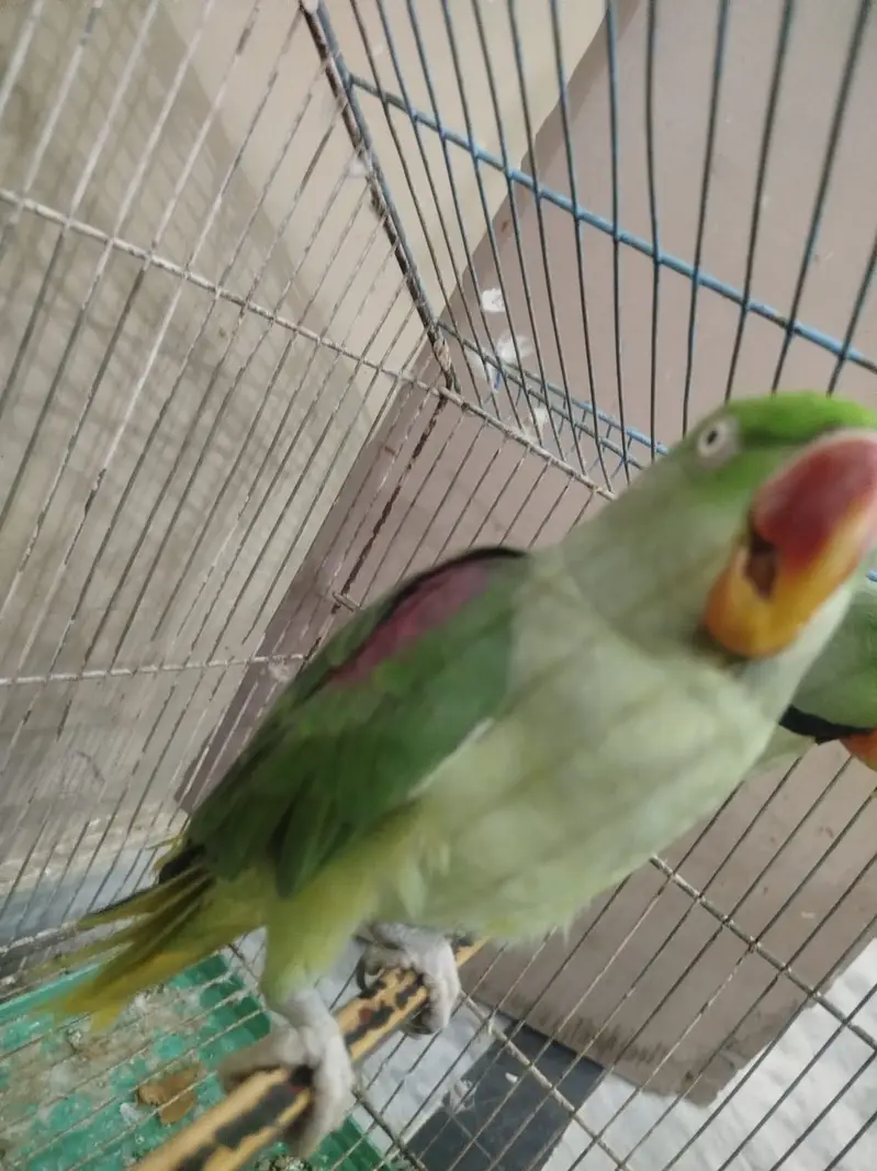 Raw parrot, just 2 times breed, beautiful pair — photo 4