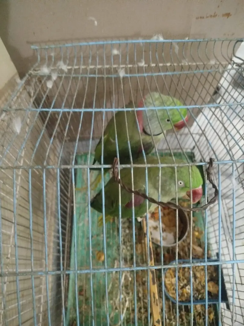 Raw parrot, just 2 times breed, beautiful pair — photo 5