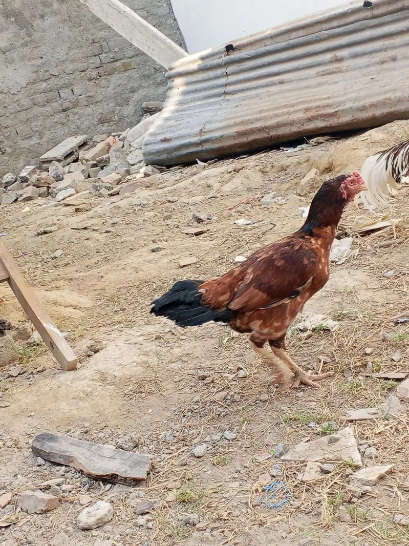mianwali aseel — photo 3