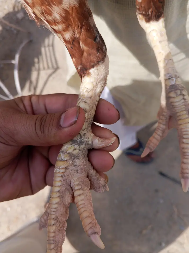 mianwali aseel — photo 4