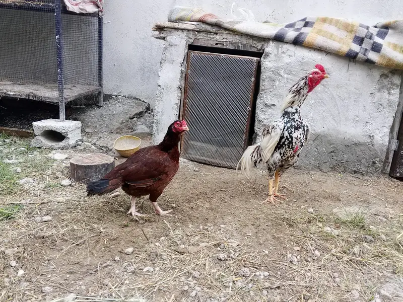 mianwali aseel — photo 5
