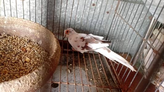 Pied Diamond Dove