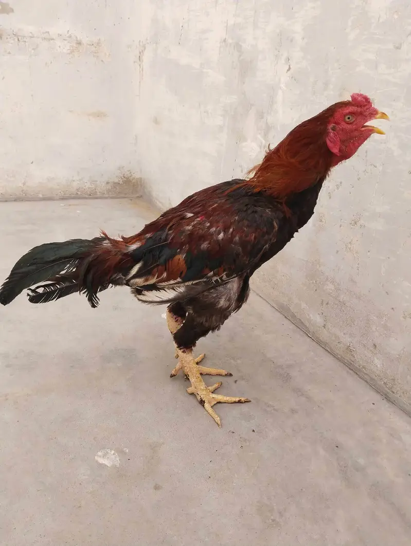 Aseel Lakha Murga — photo 3
