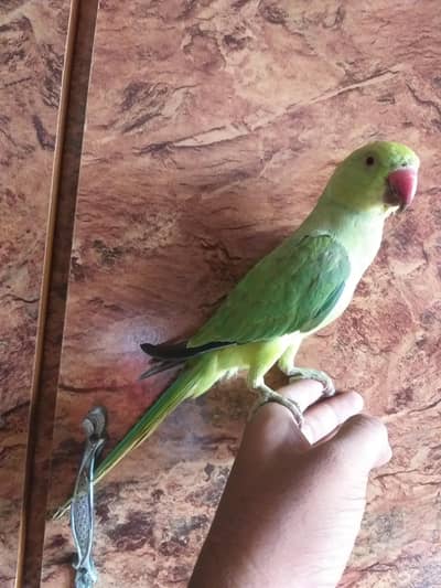ringneck parrot 5 month hand tame male