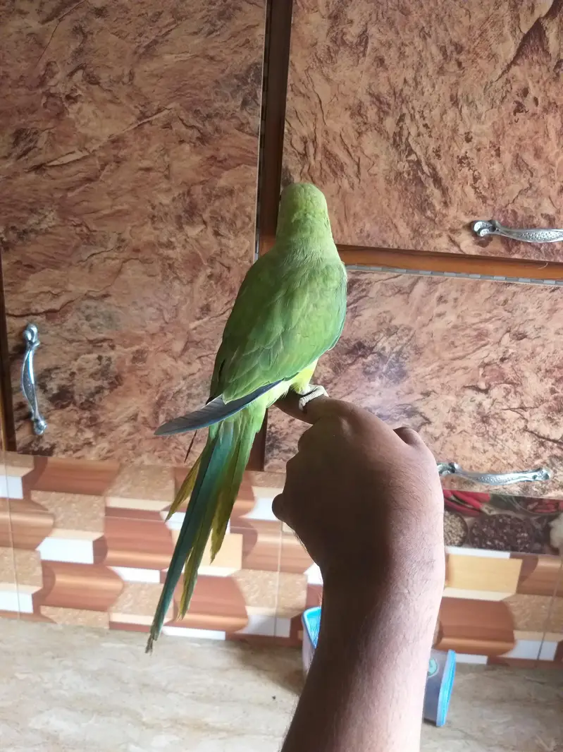 ringneck parrot 5 month hand tame male — photo 2