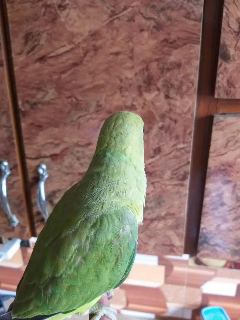 ringneck parrot 5 month hand tame male — photo 3