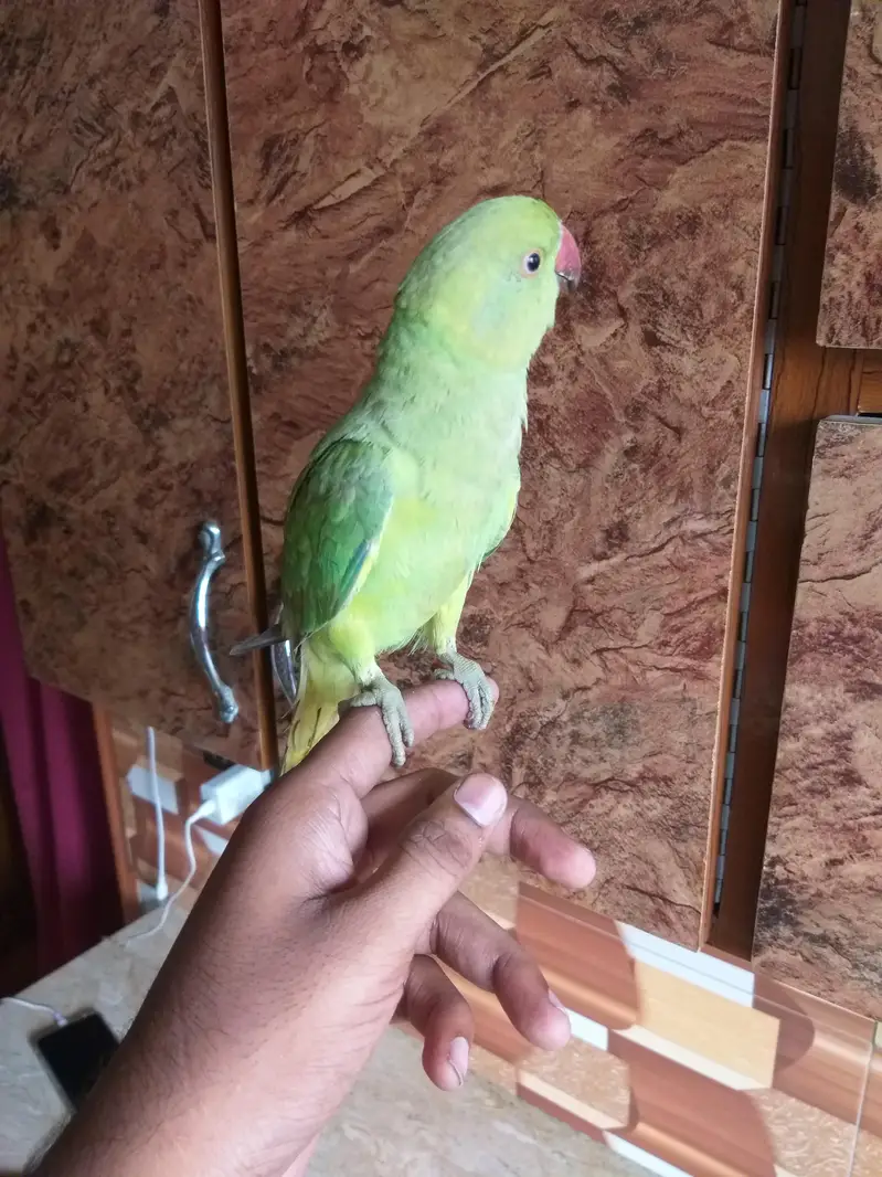 ringneck parrot 5 month hand tame male — photo 4