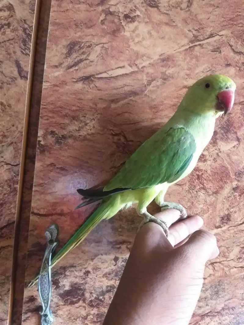 ringneck parrot 5 month hand tame male — photo 5