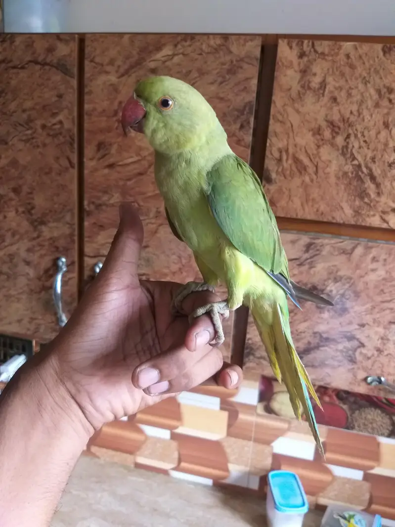 ringneck parrot 5 month hand tame male — photo 6