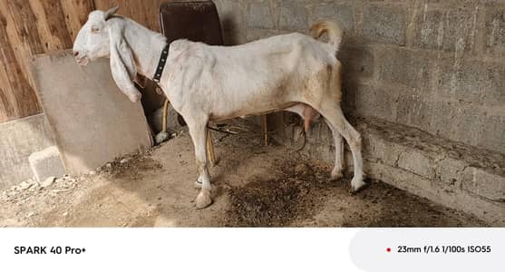 gabban bakri 03128598539
