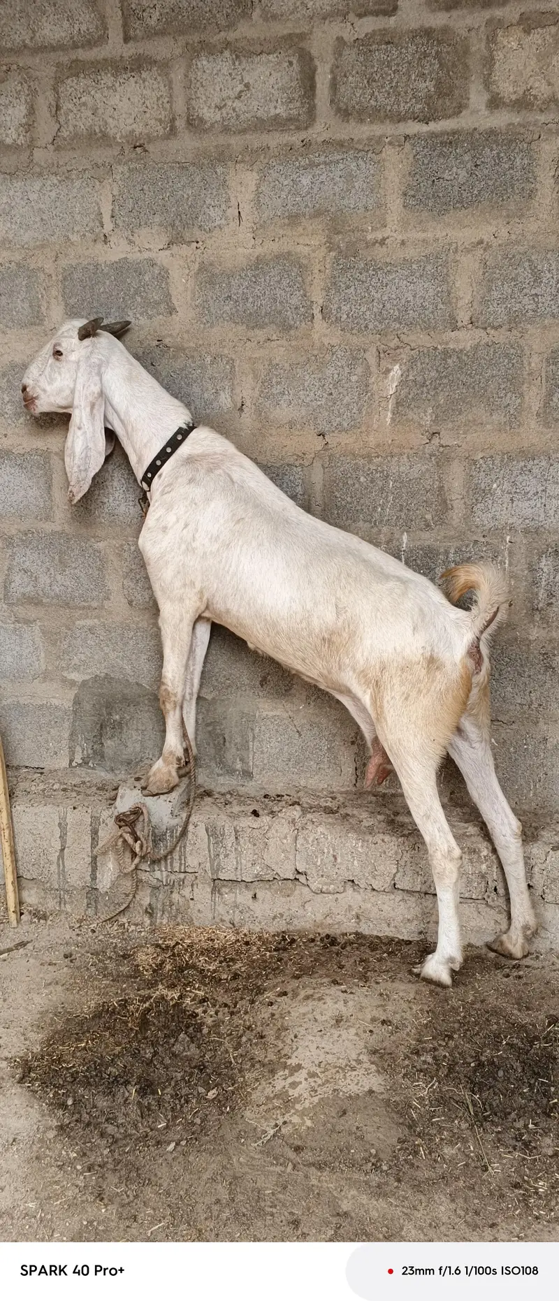 gabban bakri 03128598539 — photo 2
