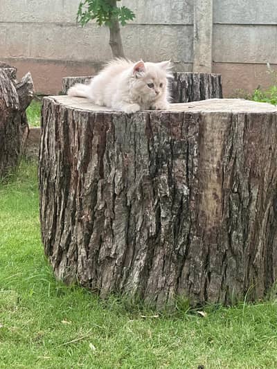 Lovely  Persian