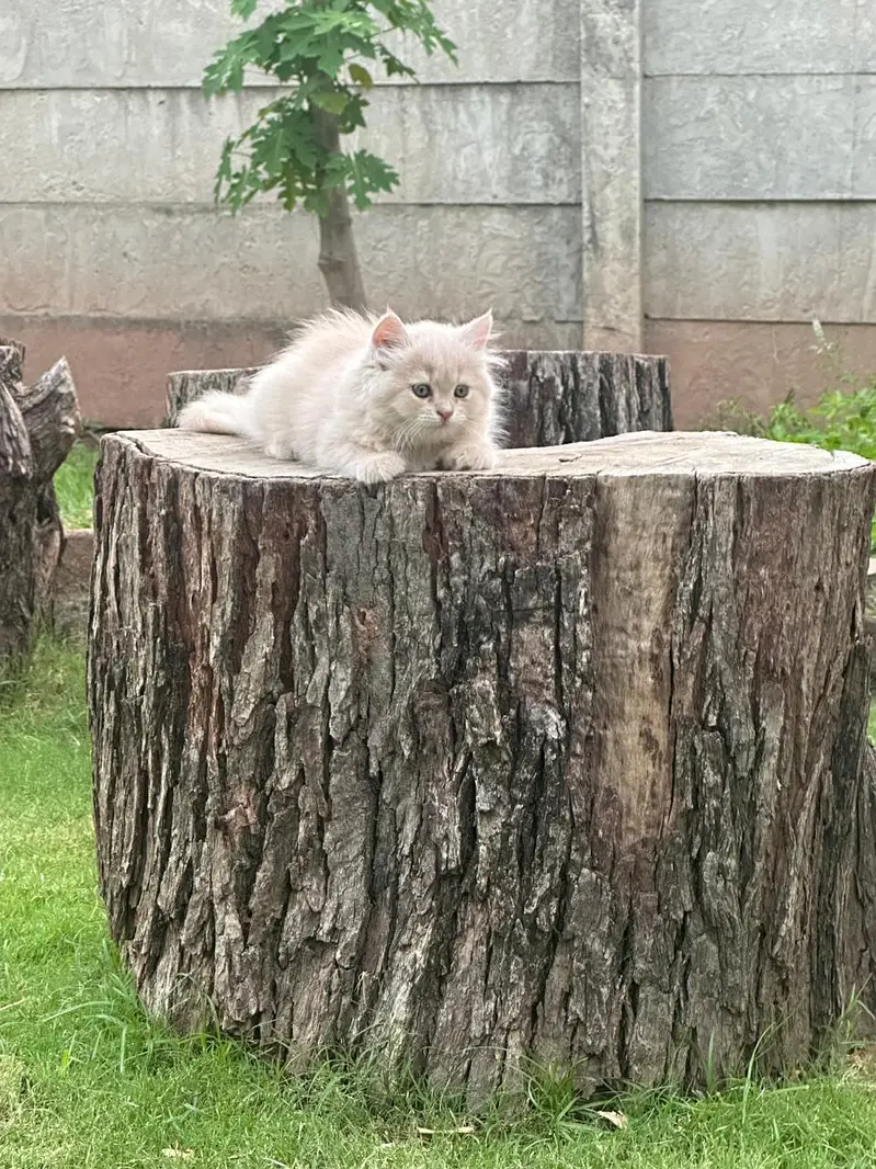 Lovely  Persian — photo 2