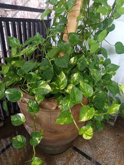 MONEY PLANT