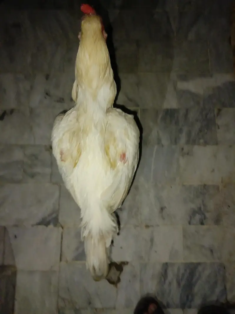 Paper white aseel (exchangeable) — photo 2