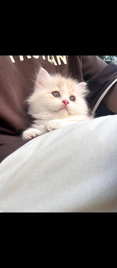 Persian cats for sale