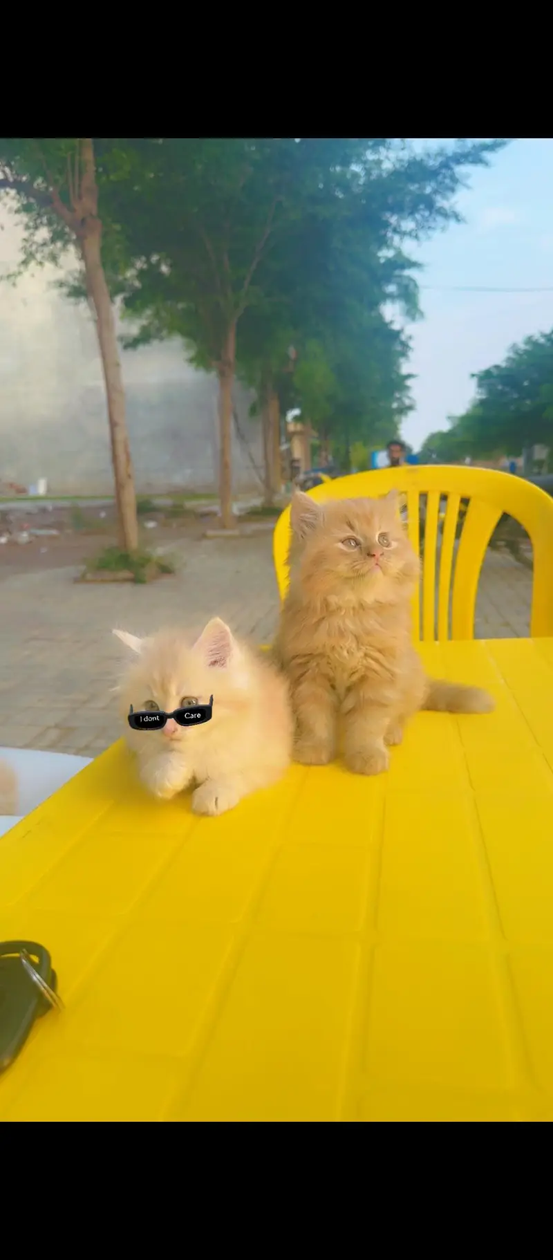 Persian cats for sale — photo 2
