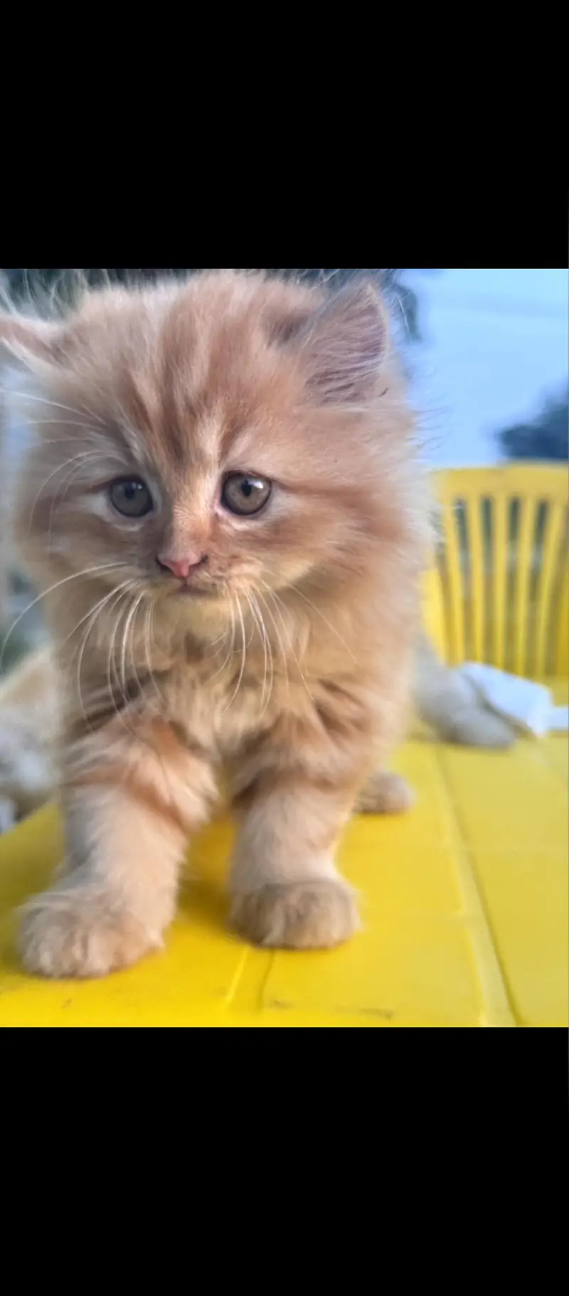 Persian cats for sale — photo 3