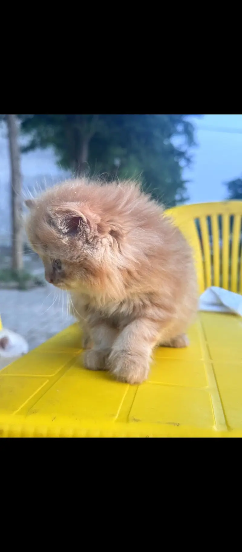 Persian cats for sale — photo 4