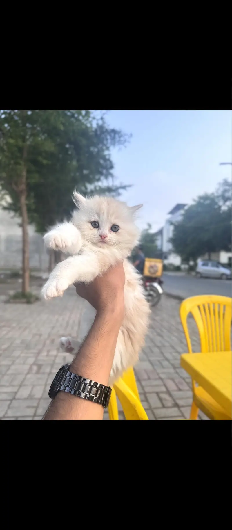 Persian cats for sale — photo 5