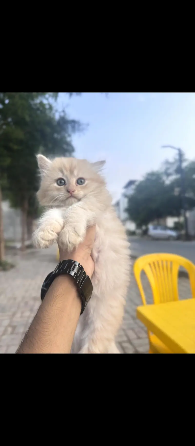 Persian cats for sale — photo 6