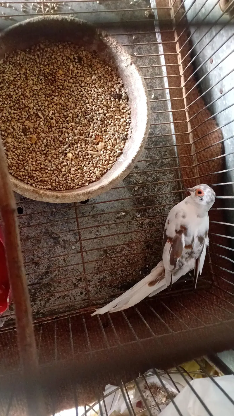 PIED DIAMOND DOVE