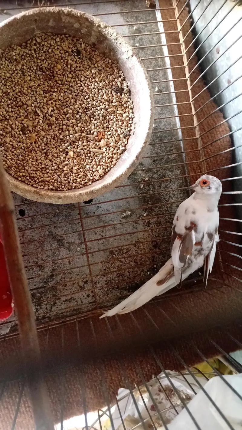 PIED DIAMOND DOVE — photo 3