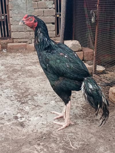 Mushka lassani for sale