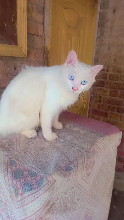 Triple Coated Doll face pure white Blue eyes male kitten