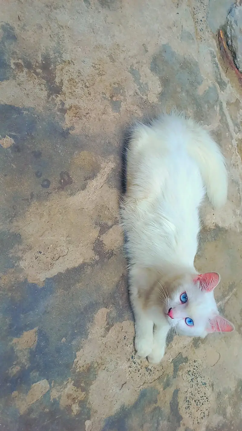 Triple Coated Doll face pure white Blue eyes male kitten — photo 2